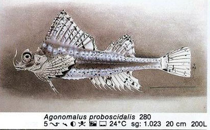 Agonomalus proboscidalis